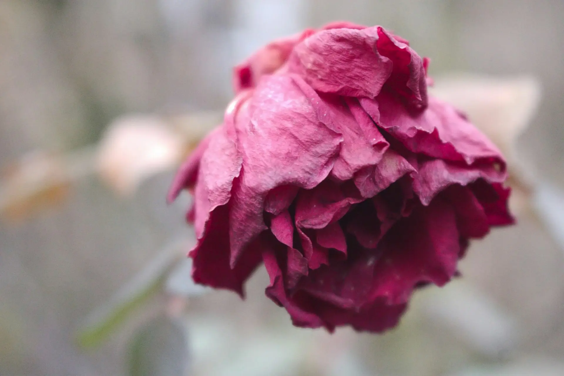 a close up of a pink flower with a blurry background